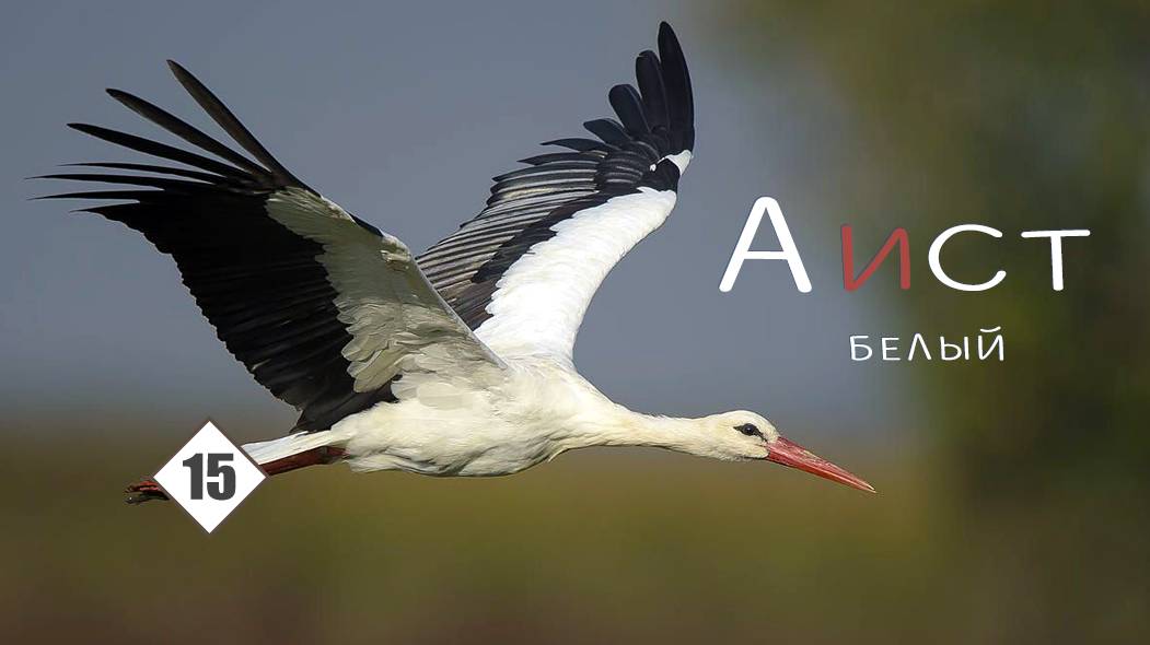 15_Аист белый смотреть онлайн