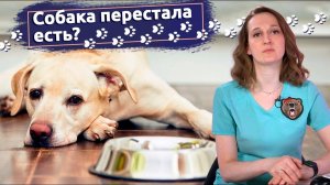 Советы_ветеринара:_Что_делать,_если_собака_мало_ест, выбираем_корм