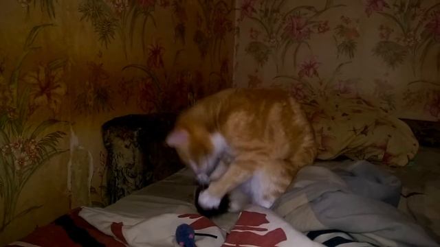 Рыжий и кошачья мята смотреть онлайн