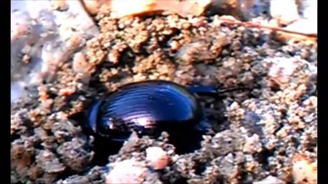 dous minutos na vida dun Typhoeus typhoeus смотреть онлайн