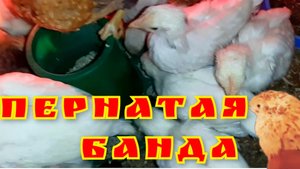 Рацион кормления цыплят. Разведение перепелов.