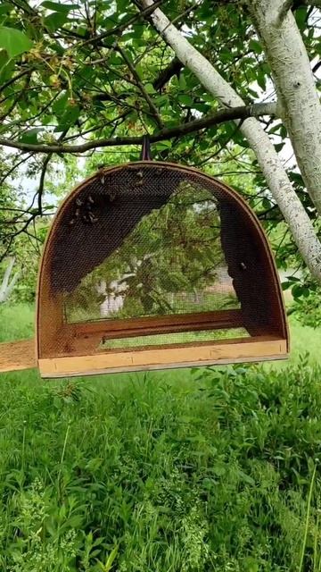 Ловим рой пчёл 🐝🐝🐝. смотреть онлайн