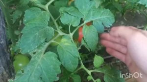 Как избавиться от томатної Молью або с Тутой на листе помидора