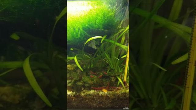 Жара и нано аквариумы смотреть онлайн