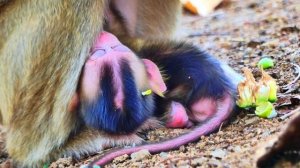 Oh, God help 😭urgent! Baby monkey is 😭stuck in a tree root Mom pull c😭rying rolling 😭sadly on groun