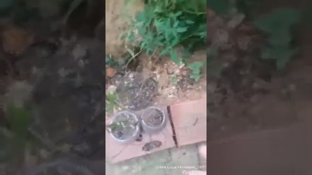 Flor Dr e carobinha смотреть онлайн