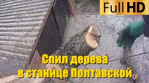 Спил дерева в станице Полтавской