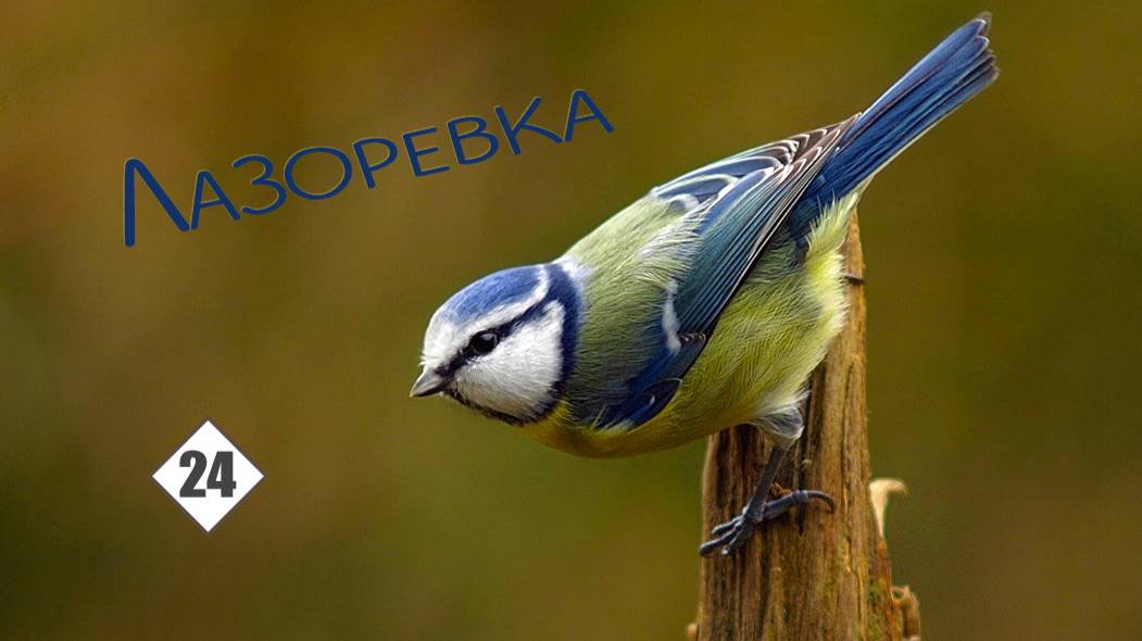 24_Лазоревка смотреть онлайн