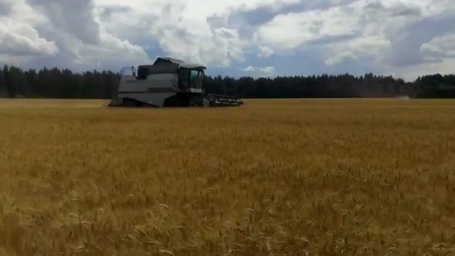 Уборка озимой пшеницы. Гаврилов-Ям (Курдумовское) смотреть онлайн