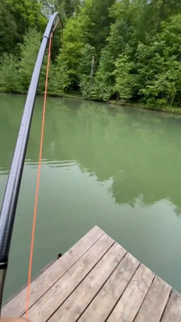 СЮРПРИЗ в лесном озере! #нахлыст #рыбалка #flyfishing #карп #ловлясазана #рыбалкавгорах #trout