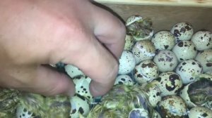Инкубатор 3 серия вылупились  🐣