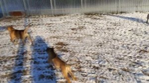 щенки Кадебо с мамой на прогулке