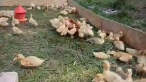 Выращивание утят и гусят, выгул...