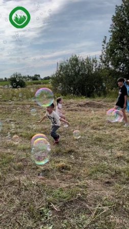 День поля Мискантуса Гигантского