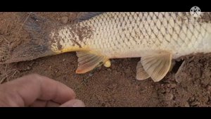 01.01.22. Рыбалка Шардара, 48шт сазанчики