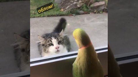 какая порода ?