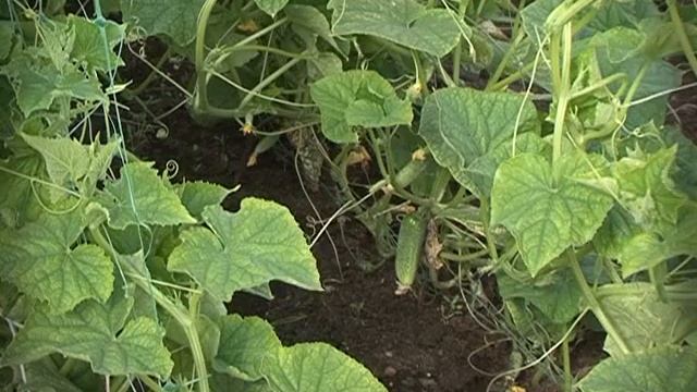 Во саду ли, в огороде 06.06.14 смотреть онлайн