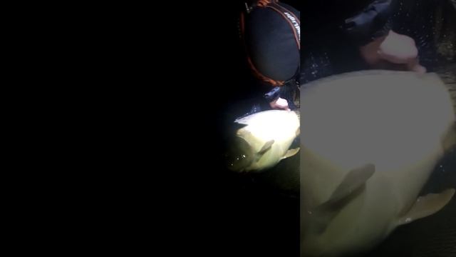 Карп по кличке Зевс (вес 17.800). Водоем Майский. Турнир Открытие сезона 2024. смотреть онлайн