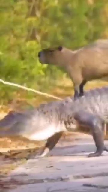 Ездовой крокодил #shorts смотреть онлайн