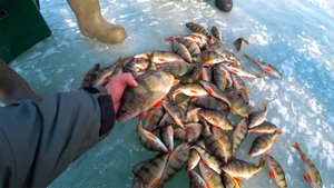 ОКУНЁВЫЙ БЕСПРЕДЕЛ С СЫНОВЬЯМИ !!!