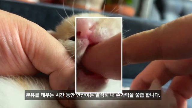 길에서 구조된 안산이는 쭙쭙이를 정말 좋아 합니다 / S2EP6 смотреть онлайн