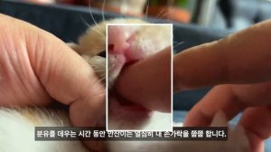 길에서 구조된 안산이는 쭙쭙이를 정말 좋아 합니다 / S2EP6