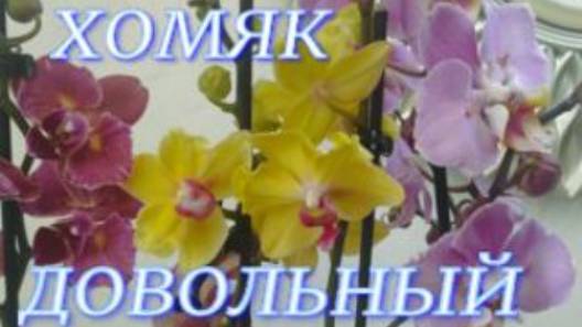 №1034/ ОХ и НАКУПИЛА!!! Хомяк СЧАСТЛИВ.
