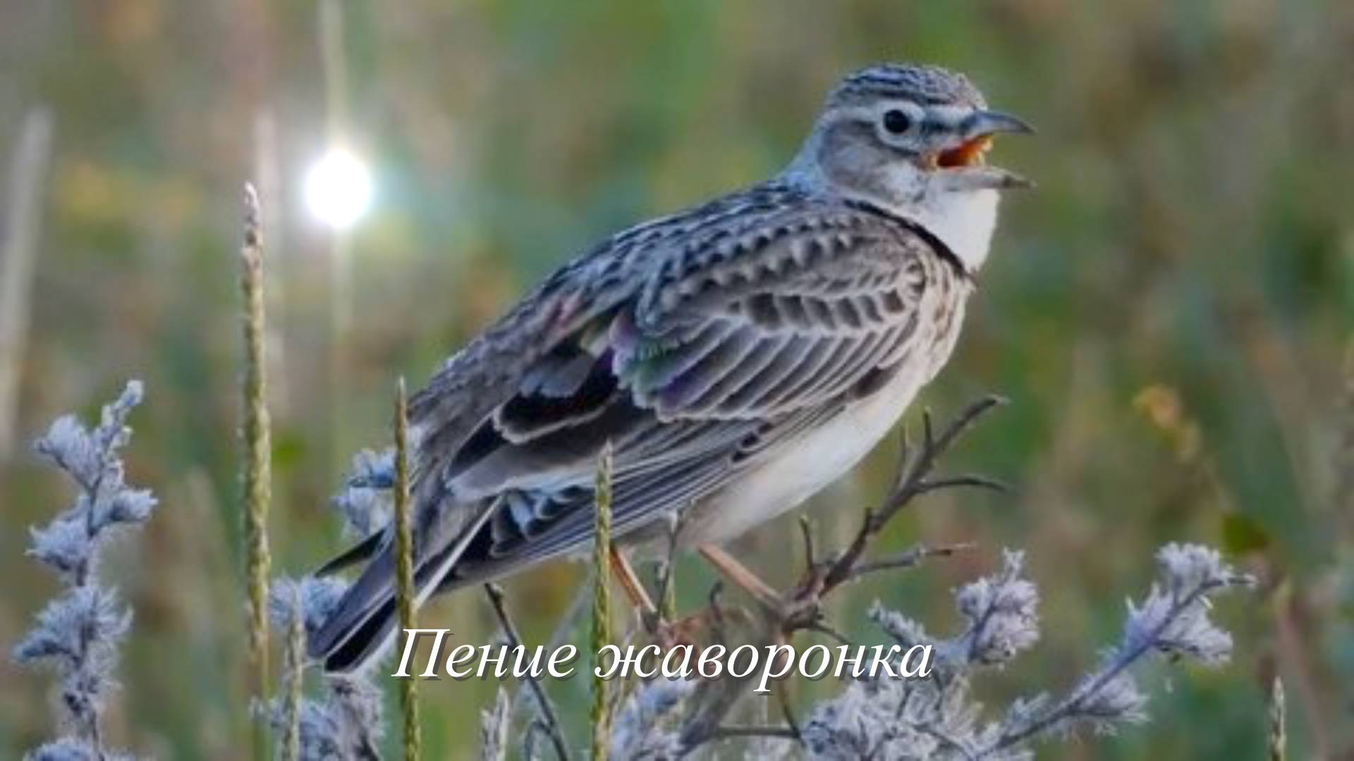 Звук