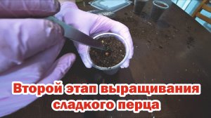 Выращивание сладкого перца. Второй этап