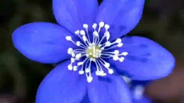 Печіночниця смотреть онлайн