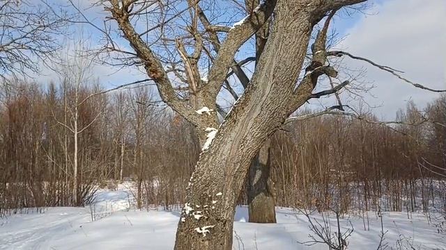 Деревья на берегу Вятки.