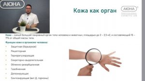 Строение кожи урок 1