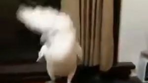 Попугай танцует под музыку by  humordoslez