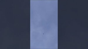 Голуби подписчика Часть 1