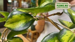 Хойя австралийская Лиза пестролистная. Обзор сорта