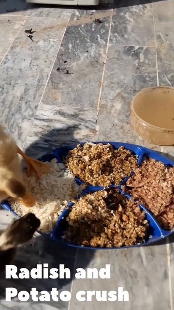 ducklings eating potatos смотреть онлайн