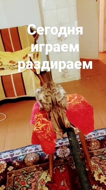 кот Лео леопард#shorts #cat #бенгал смотреть онлайн