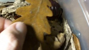 Macropanesthia rhinoceros- giant burrowing cockroach