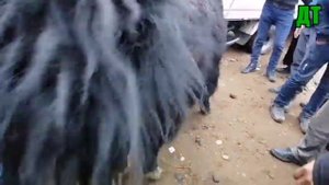 Молбозор нархи букача и кутос " Курбоншаид "