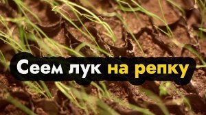 Сеем лук на рассаду на репку в Сибири Урале и Дальнем Востоке - сажаем лук эксибишен на рассаду