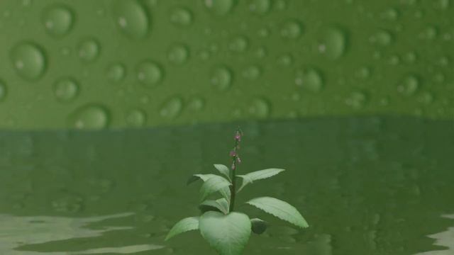 plant growth blender eevee animation смотреть онлайн