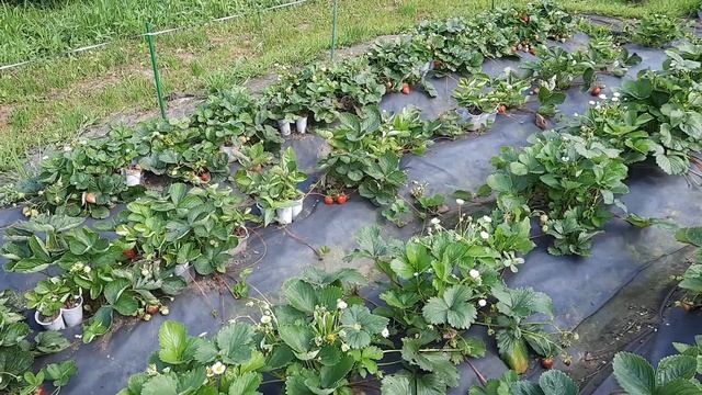 Дегустация ремов на конец июля смотреть онлайн