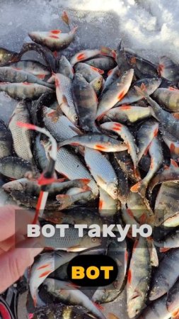 ЭО НЕ ЛАДОГА ЭТО ФИНСКИЙ ЗАЛИВ