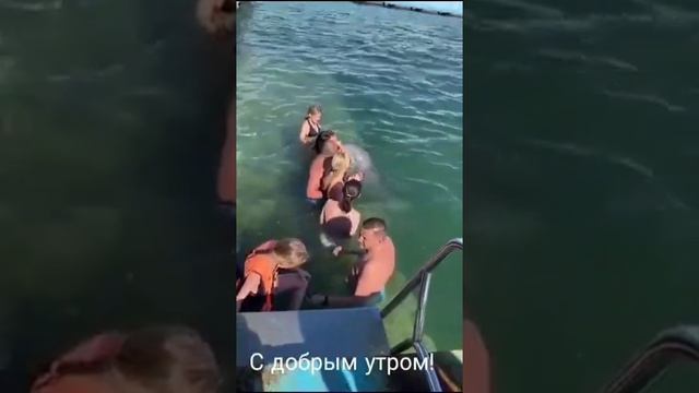 красавчик 🐬 дельфин добрый ласковый смотреть онлайн
