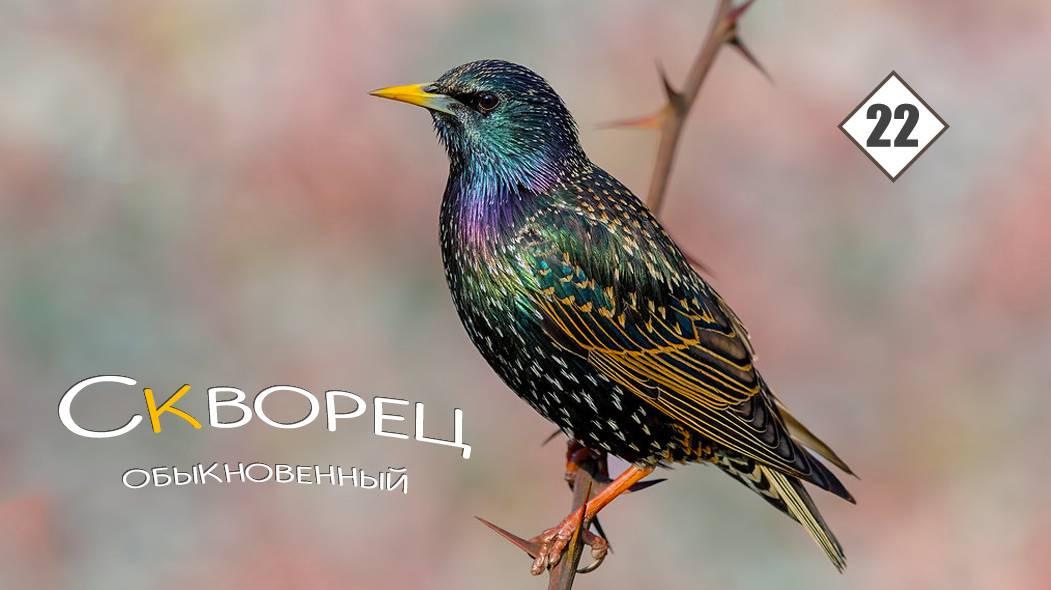 22_Скворец обыкновенный смотреть онлайн