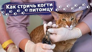 Показывает ветеринар：Как правильно стричь когти кошке или собаке