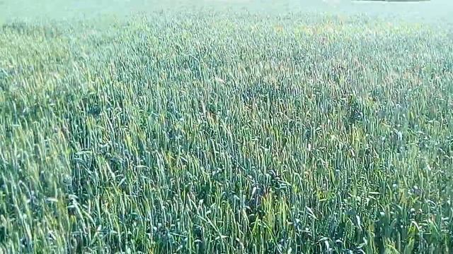 Паровая озимая пшеница и после подсолнечника. Обзор 09.06.2019 смотреть онлайн