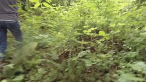 Весенние грибы в лесах Кубани! Сочи-Кудепста! Красивые места в лесу! Море, лес и речка в Сочи!