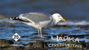 25_Чайка серебристая