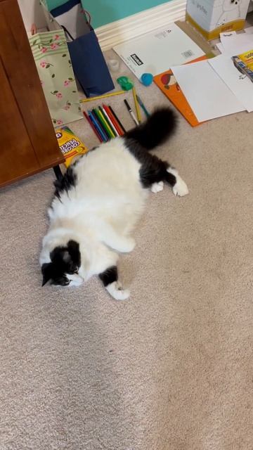 Funny cat video: Sebastian plays with string смотреть онлайн